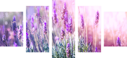 TABLEAU EN 5 PARTIES – FLEURS MAGIQUES DE LAVANDE - TABLEAUX DE FLEURS - TABLEAUX