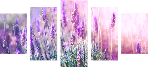 5-PIECE CANVAS PRINT MAGICAL LAVENDER FLOWERS - PICTURES FLOWERS - PICTURES