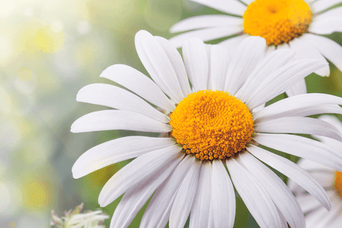 WANDBILD MARGERITEN-BLÜTEN - BILDER BLUMEN - BILDER