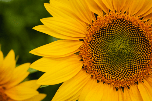 QUADRO GIRASOLE GIALLO - QUADRI DI FIORI - QUADRI