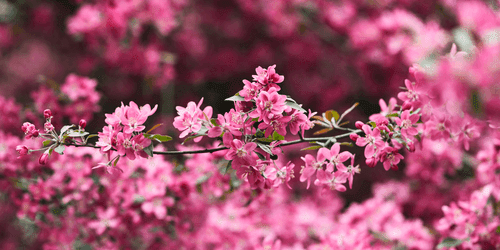 WANDBILD DETAILLIERTE KIRSCHBAUMBLÜTEN - BILDER BLUMEN - BILDER