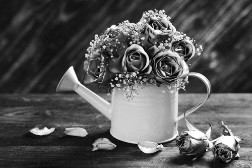 CANVAS PRINT ROSE IN A WATERING CAN IN BLACK AND WHITE - BLACK AND WHITE PICTURES - PICTURES