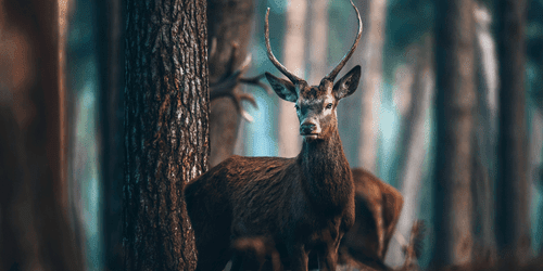 WANDBILD HIRSCH IM WALD - BILDER TIERE - BILDER