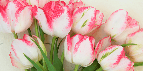 CANVAS PRINT TULIPS WITH A SPRING TOUCH - PICTURES FLOWERS - PICTURES