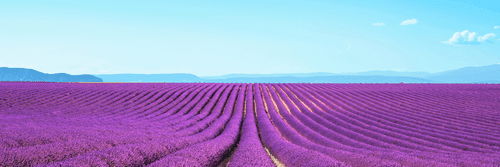 CANVAS PRINT ENDLESS LAVENDER FIELD - PICTURES OF NATURE AND LANDSCAPE - PICTURES