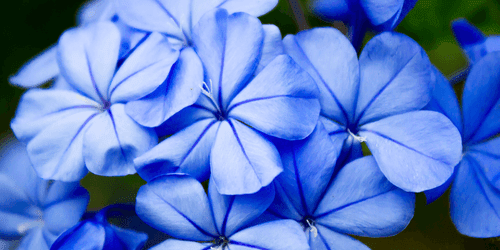 CANVAS PRINT PICTURESQUE BLUE FLOWERS - PICTURES FLOWERS - PICTURES