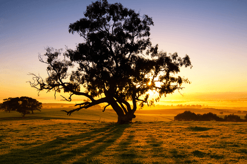 CANVAS PRINT LONELY TREE AT SUNSET - PICTURES OF NATURE AND LANDSCAPE - PICTURES