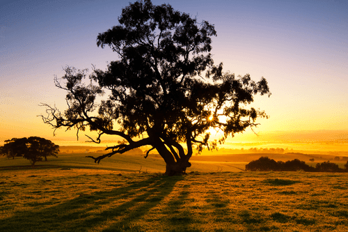 TABLEAU SUR TOILE – ARBRE SOLITAIRE AU COUCHER DU SOLEIL - TABLEAUX DE LA NATURE ET DES PAYSAGES - TABLEAUX