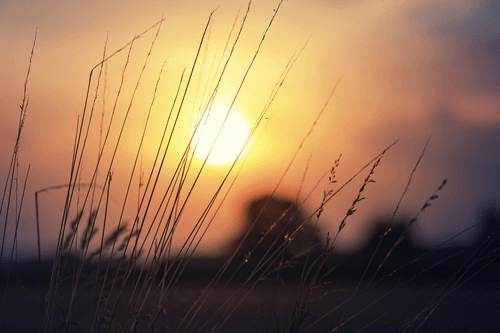 WANDBILD SONNENAUFGANG ÜBER DER WIESE - BILDER VON NATUR UND LANDSCHAFT - BILDER