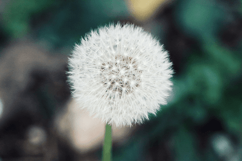 WANDBILD WEISSE FLAUSCHIGE KAPPE VON LÖWENZAHN - BILDER BLUMEN - BILDER