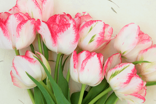 CANVAS PRINT SPRING TULIPS - PICTURES FLOWERS - PICTURES