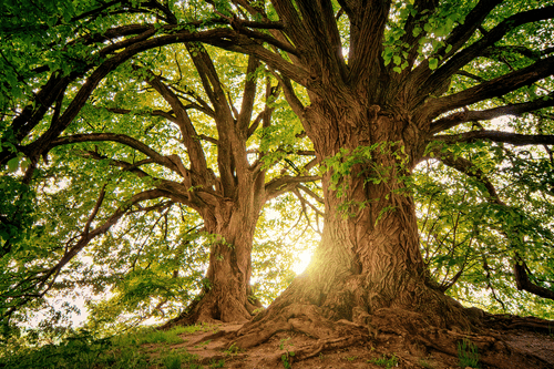 TABLEAU SUR TOILE – ARBRES MAJESTUEUX - TABLEAUX DE LA NATURE ET DES PAYSAGES - TABLEAUX