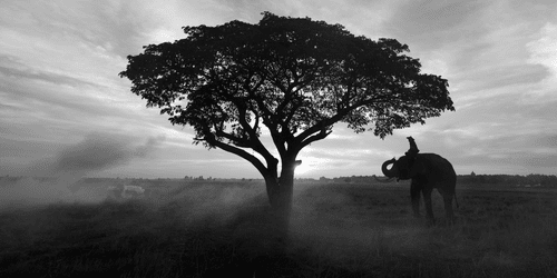 WANDBILD ELEFANT BEIM SONNENAUFGANG IN SCHWARZ-WEISS - SCHWARZ-WEISSE BILDER - BILDER