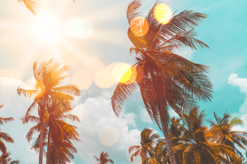 CANVAS PRINT SUN RAYS BETWEEN PALM TREES - PICTURES OF NATURE AND LANDSCAPE - PICTURES