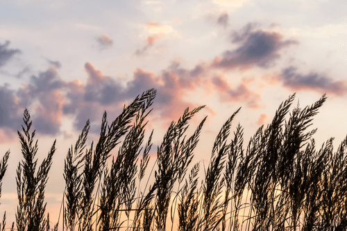 CANVAS PRINT BLADES OF FIELD GRASS - PICTURES OF NATURE AND LANDSCAPE - PICTURES