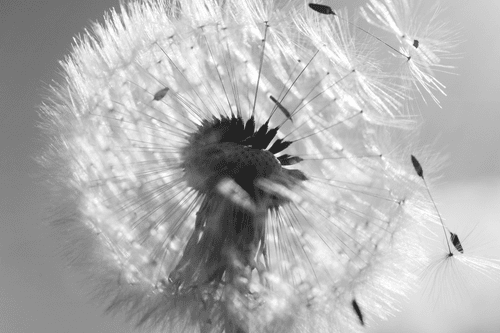 CANVAS PRINT DETAIL OF A DANDELION IN BLACK AND WHITE - BLACK AND WHITE PICTURES - PICTURES