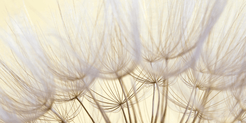 CANVAS PRINT DANDELION SEEDS - PICTURES FLOWERS - PICTURES