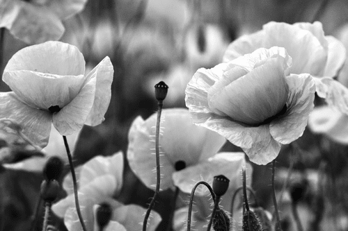 WANDBILD FELD MIT WILDEN MOHNBLUMEN IN SCHWARZ-WEISS - SCHWARZ-WEISSE BILDER - BILDER