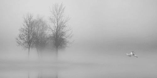 WANDBILD BÄUME IM NEBEL IN SCHWARZ-WEISS - SCHWARZ-WEISSE BILDER - BILDER