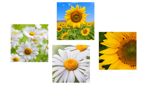 CANVAS PRINT SET BEAUTIFUL FLOWERS IN A MEADOW - SET OF PICTURES - PICTURES