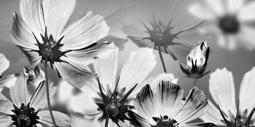 CANVAS PRINT GARDEN FLOWERS IN BLACK AND WHITE - BLACK AND WHITE PICTURES - PICTURES