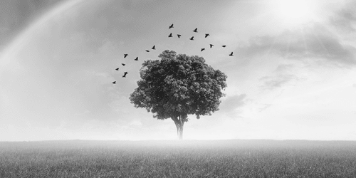 CANVAS PRINT LONELY TREE ON THE MEADOW IN BLACK AND WHITE - BLACK AND WHITE PICTURES - PICTURES