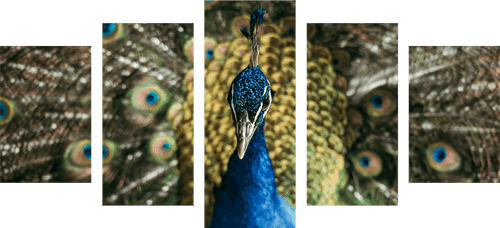 5-PIECE CANVAS PRINT PEACOCK IN ITS FULL SPLENDOR - PICTURES OF ANIMALS - PICTURES