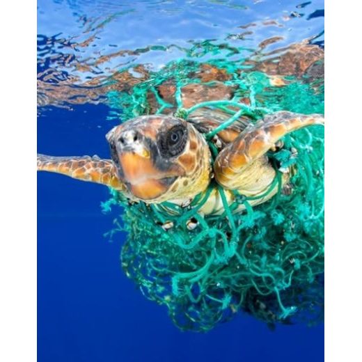 ORIS AQUIS X BRACENET 43,5 MM 01 733 7730 4137-07 8 24 05PEB - AQUIS - BRANDS