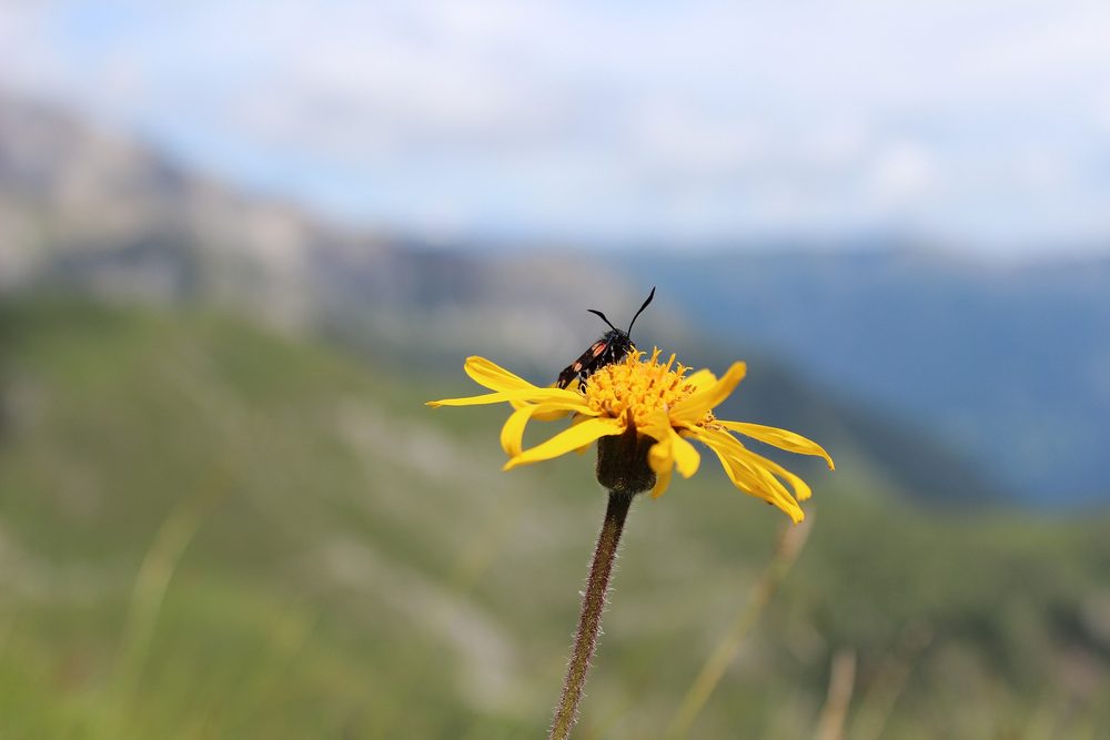 Arnica montana: zlato z hor