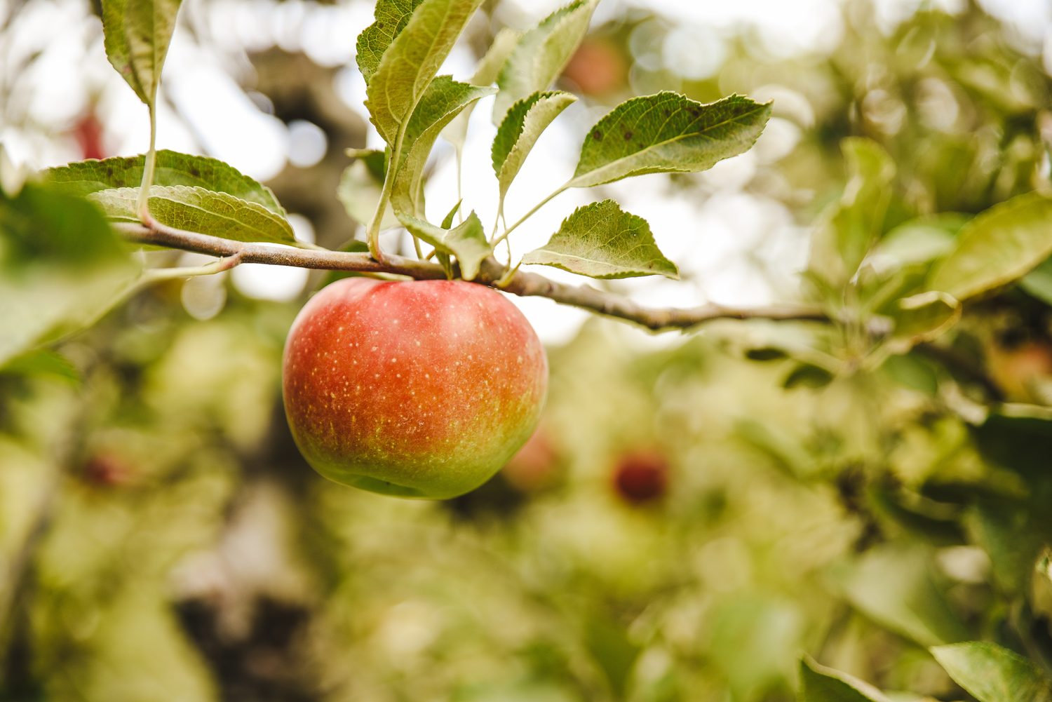 Pravidelná konzumace jablek může snižovat riziko kardiovaskulárních onemocnění