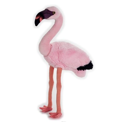 Nemzeti Földrajzi Pledden Flamingo, Nemzeti Földrajzi, W009593