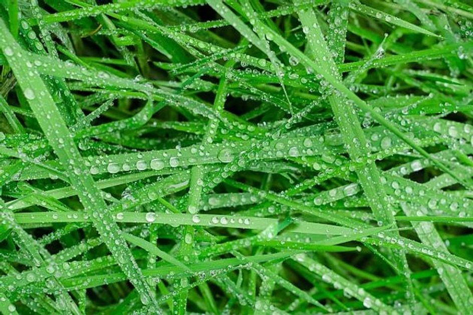 Jak kosić trawę gdy pada deszcz? | HECHT