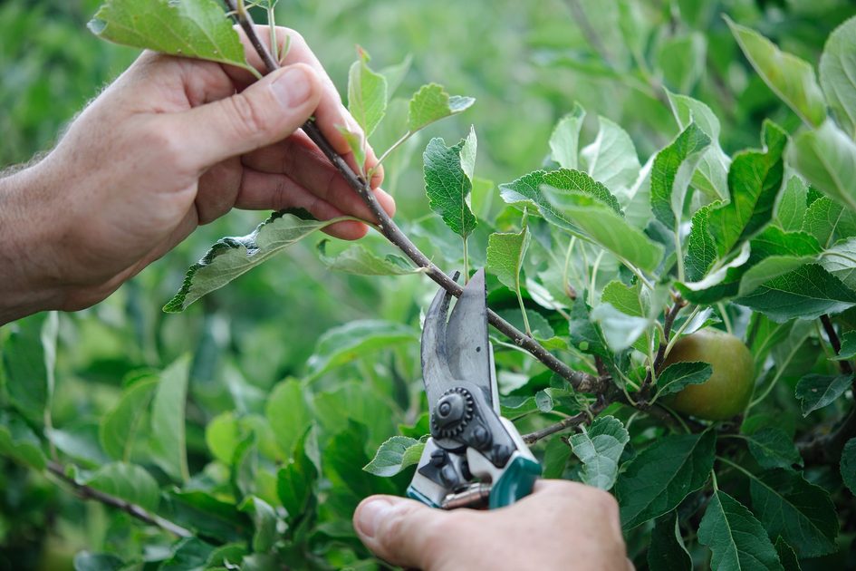 Kiedy Przycinać Drzewa Owocowe I Jak To Zrobić Najlepiej Hecht 8234