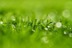 Jak dbać o trawnik latem: Samo koszenie to za mało