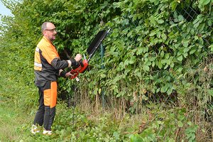 Krzewy na żywopłot szybko rosnący. Wszystko, co musisz wiedzieć!