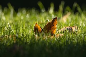 Pielęgnacja trawników na przełomie pór roku: Jesień