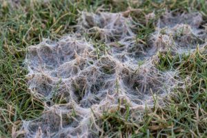 Pleśń śniegowa na trawniku — jak jej zapobiegać i co robić, gdy się pojawi