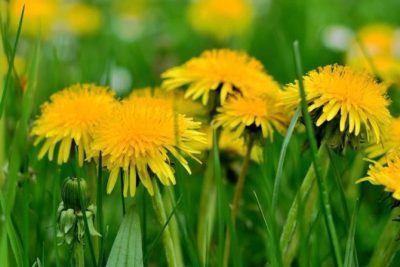 Wiosenne przebudzenie w ogrodzie: przygotowanie klombów i trawnika