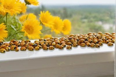 Biedronki azjatyckie – gatunek inwazyjny, który zagraża przyrodzie i naszym domom