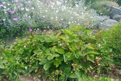 Poziomki: miła niespodzianka w ogrodzie!