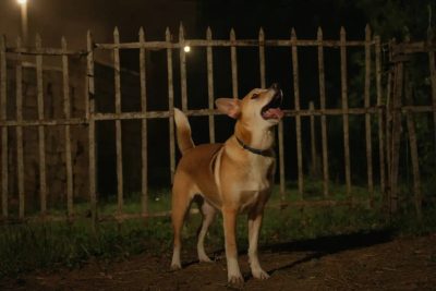 Czy Twój pies ucieka lub szczeka w nocy? Możesz dostać wysoką karę!