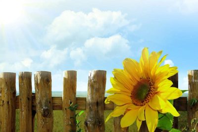 Tropikalne upały: Jakie błędy popełniamy najczęściej w ogrodzie?