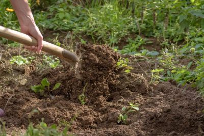 Łopata czy kultywator? Co wybrać?