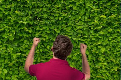 Żywopłot: zielona ściana, która może podzielić sąsiadów