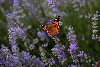 Lawenda w ogrodzie: piękna roślina odstraszająca komary i kleszcze
