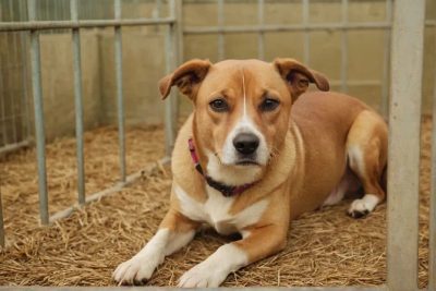 Schroniska pełne po sylwestrze: jak fajerwerki i lekkomyślne prezenty narażają zwierzęta na ryzyko