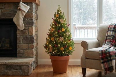 Świąteczna pułapka w doniczce: Dlaczego zdecydowanie nie warto kupować do domu świerka srebrzystego