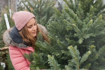 Święta Bożego Narodzenia zaczynają się od wyboru idealnej choinki