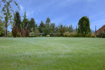 Jak wyhodować idealny trawnik przy minimalnym nakładzie pracy?