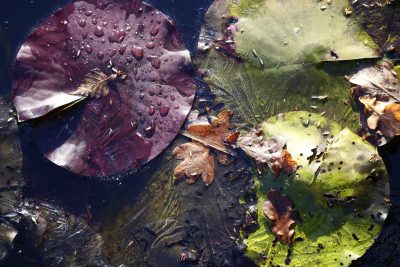 Zimowanie stawu ogrodowego: krok po kroku